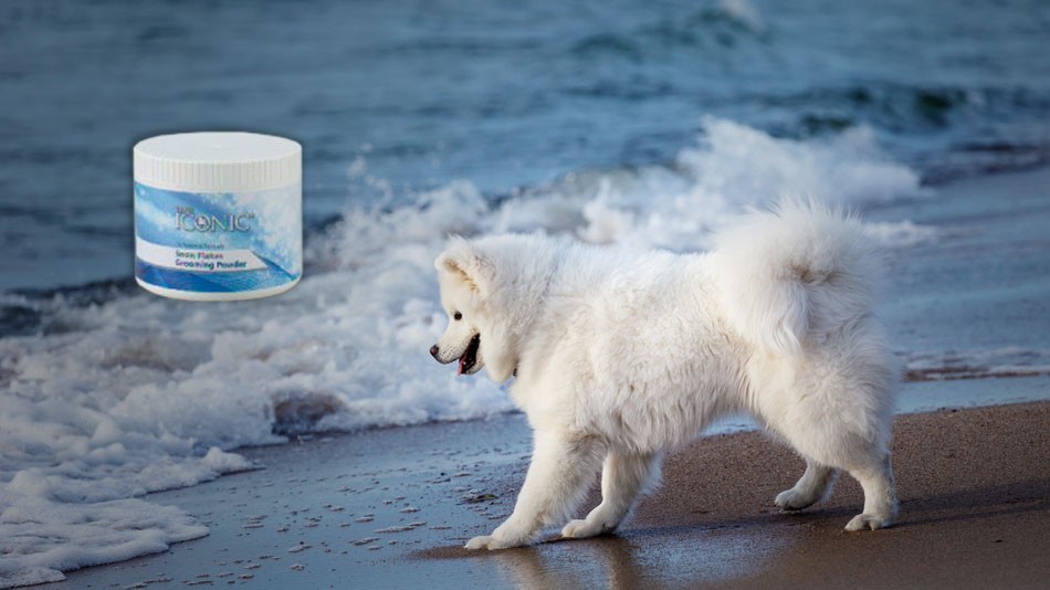 DogPro