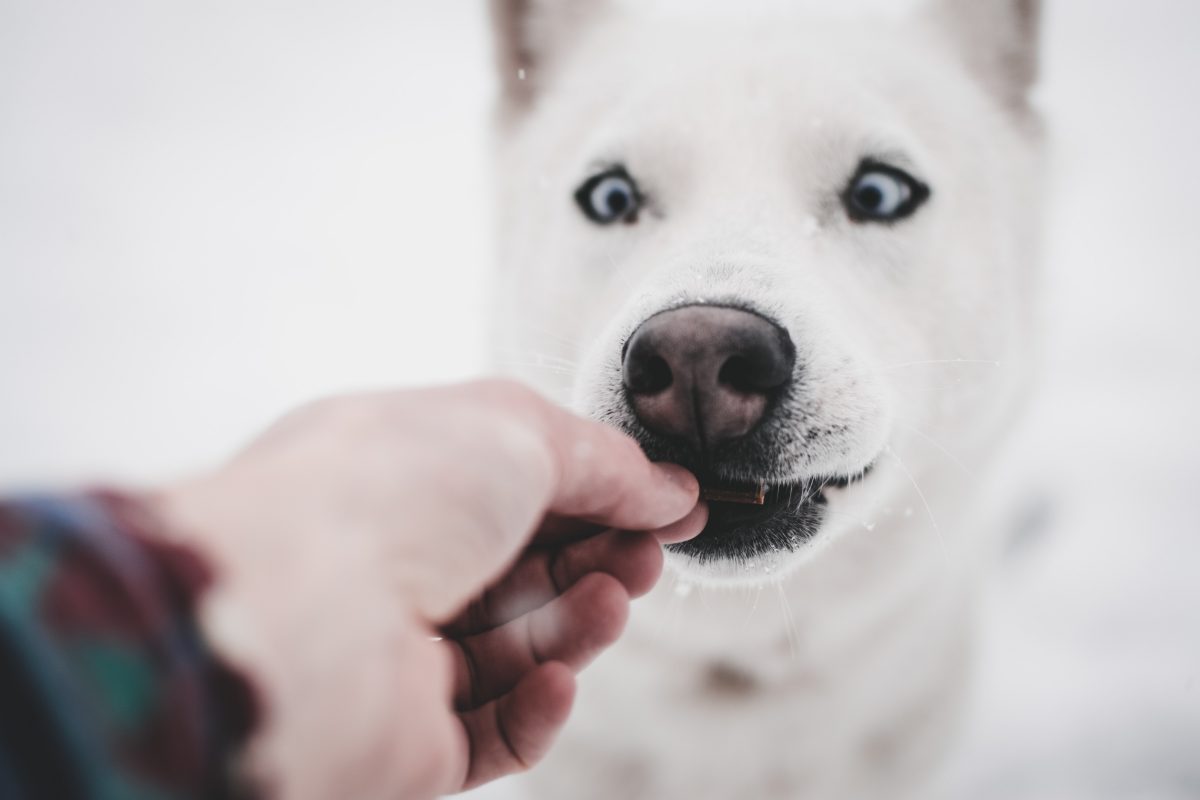DogPro
