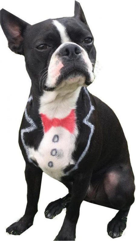 DogPro
