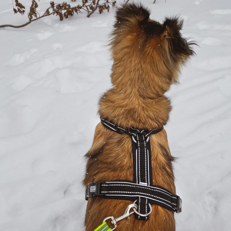 DogPro
