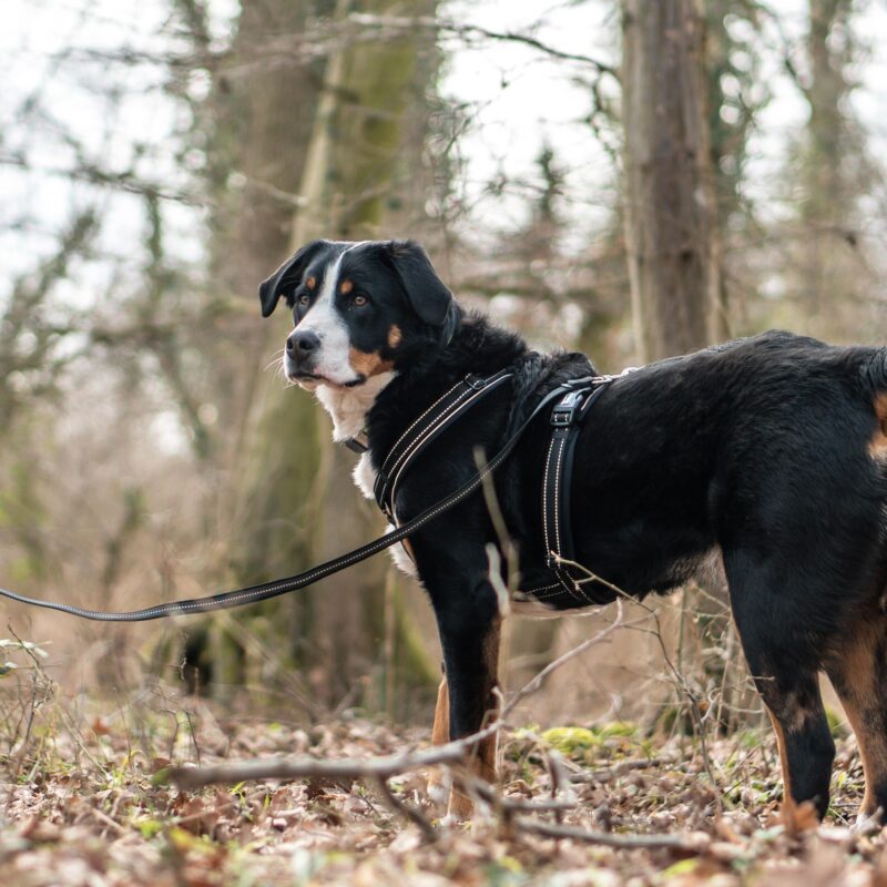 DogPro