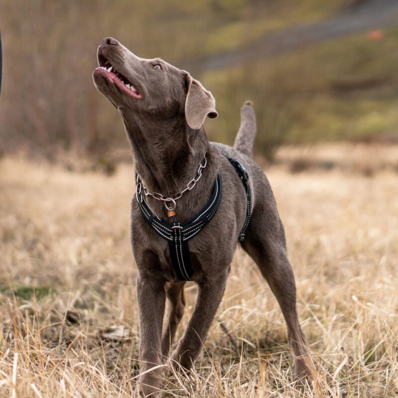 DogPro