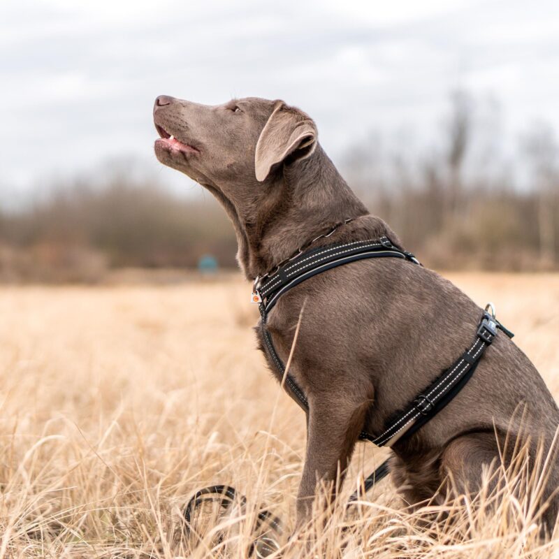 DogPro