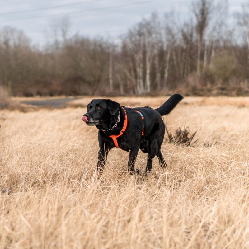 DogPro