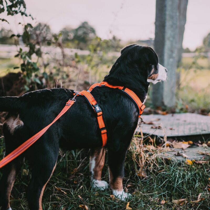 DogPro