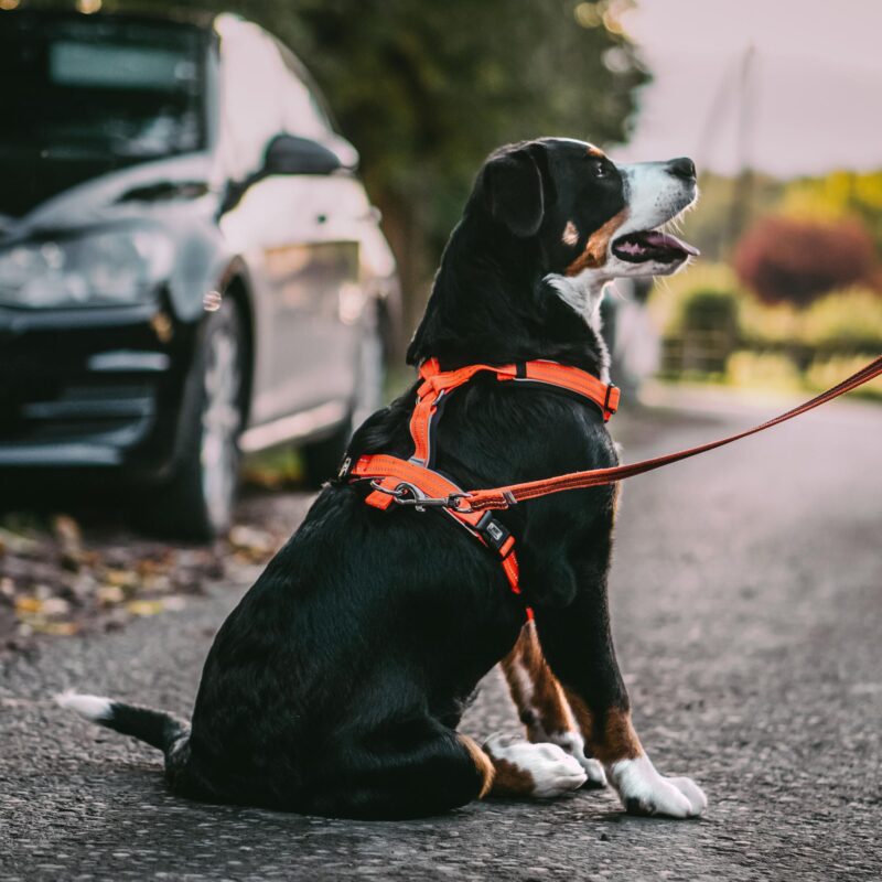 DogPro