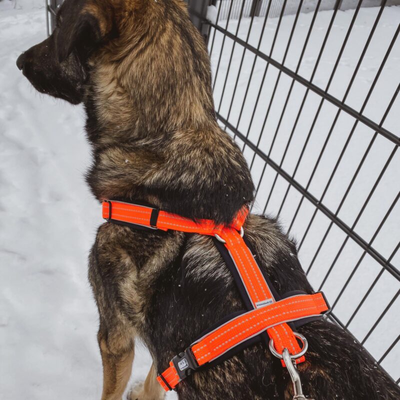 DogPro