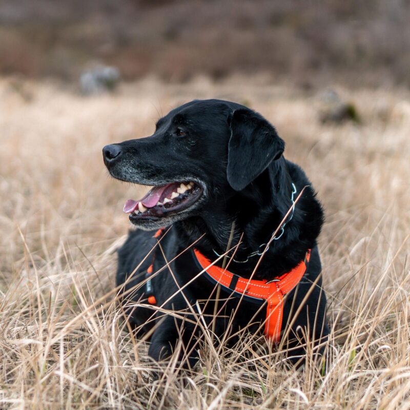 DogPro