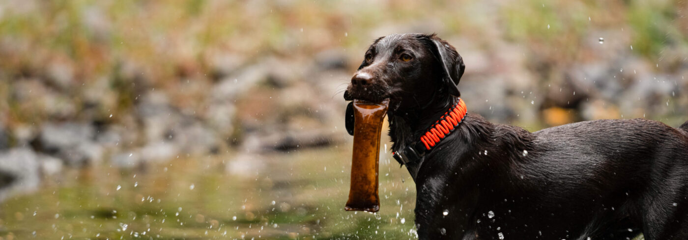 DogPro
