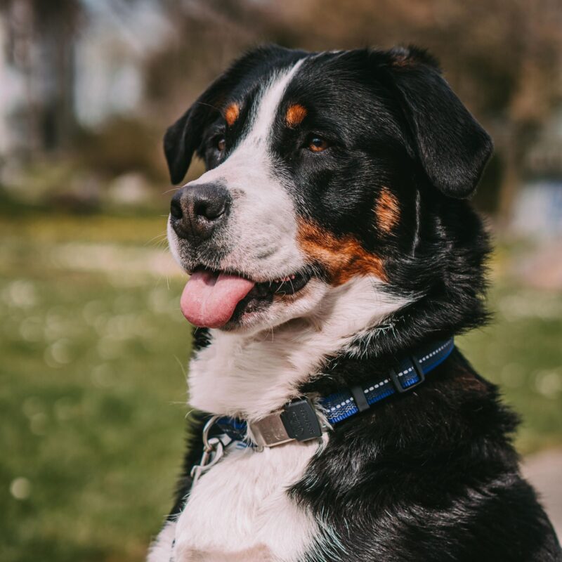 DogPro