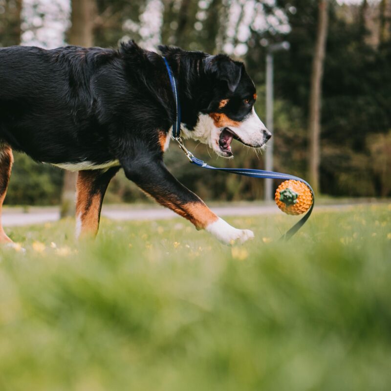 DogPro