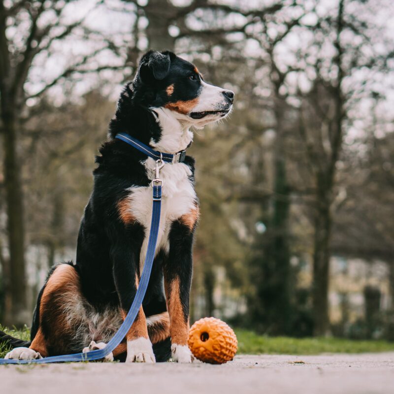 DogPro