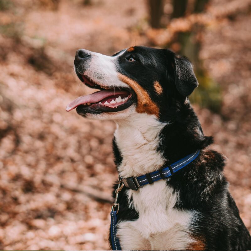 DogPro