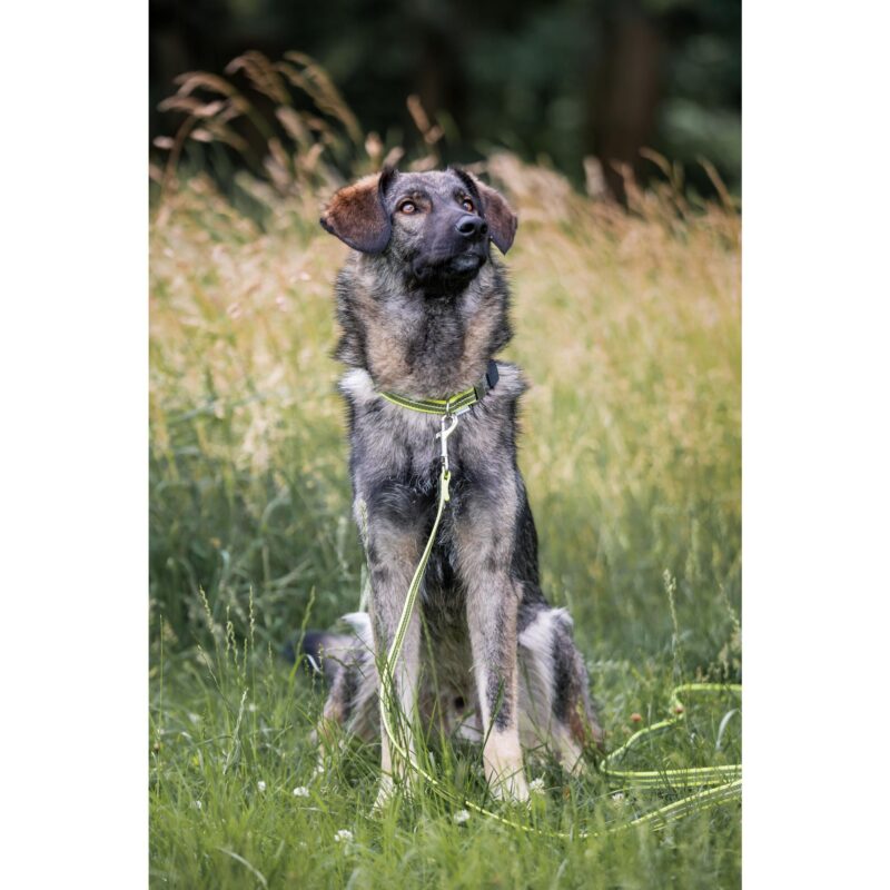 DogPro