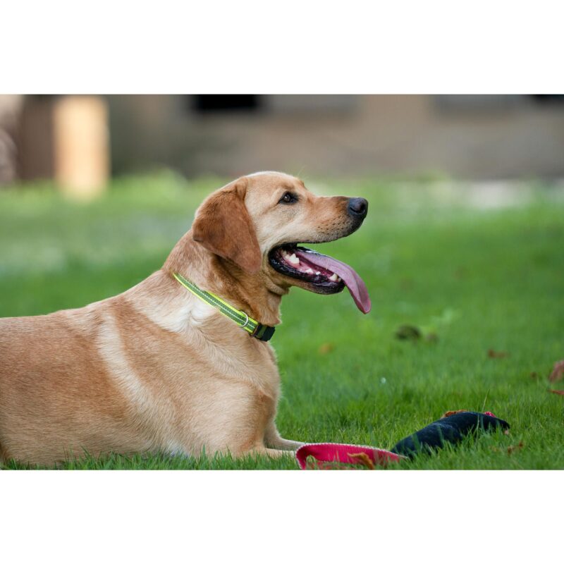 DogPro