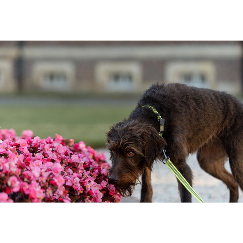 DogPro