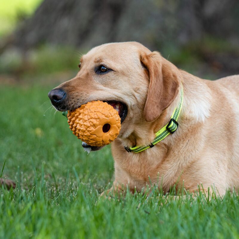 DogPro