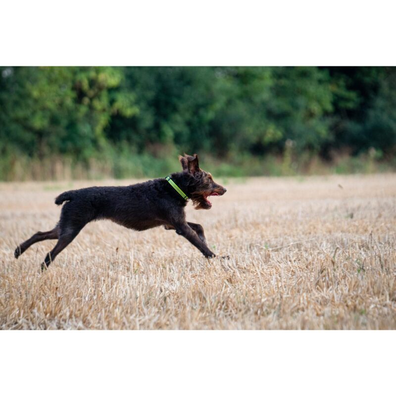 DogPro