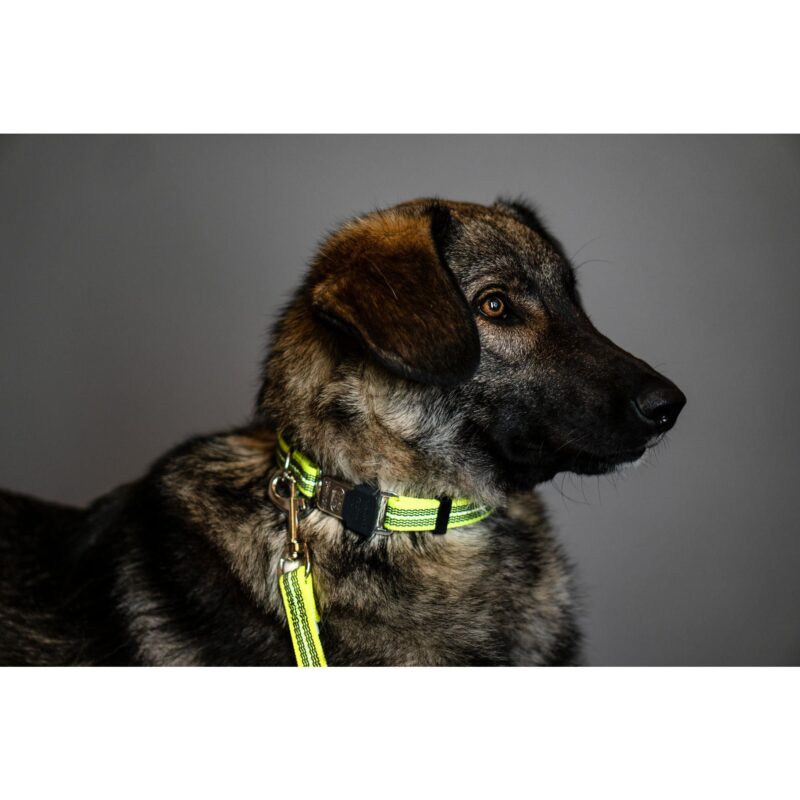 DogPro