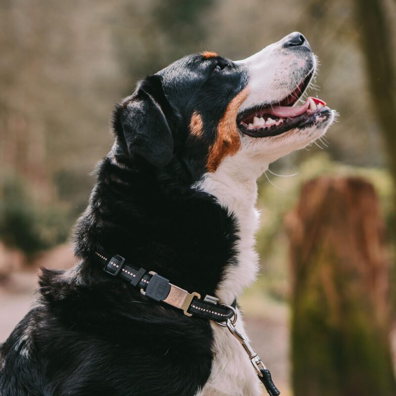 DogPro