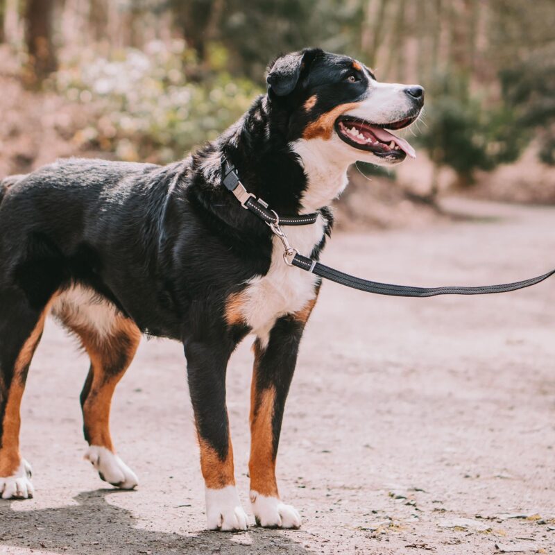 DogPro