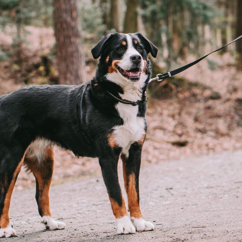 DogPro