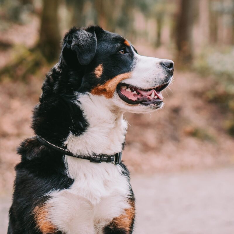 DogPro