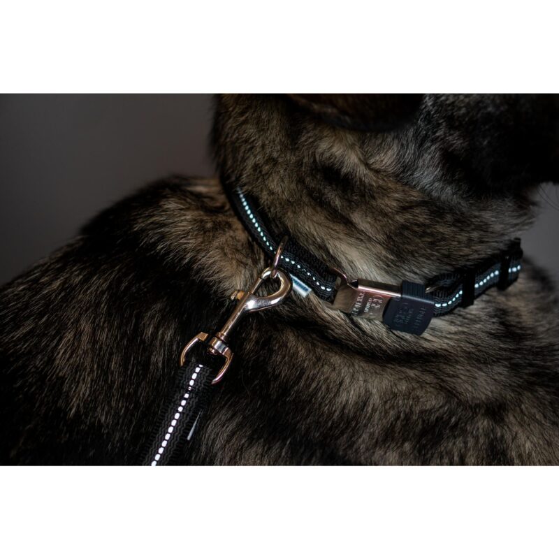 DogPro