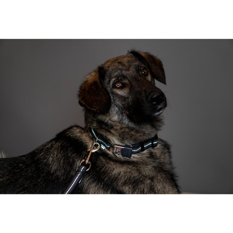 DogPro