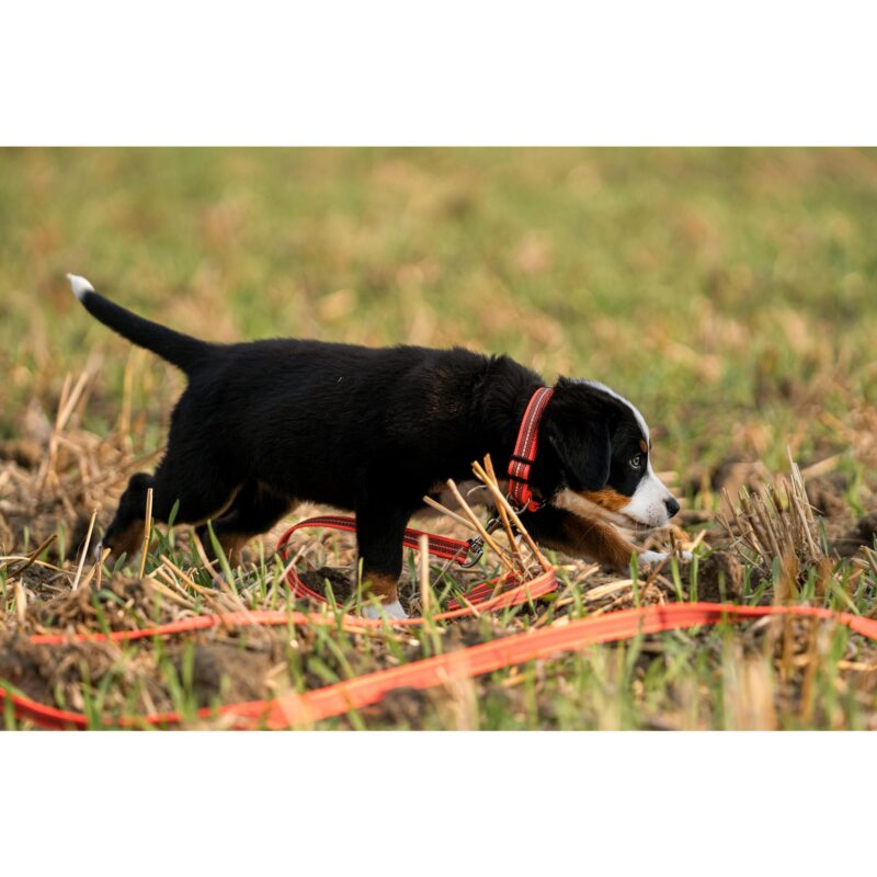 DogPro