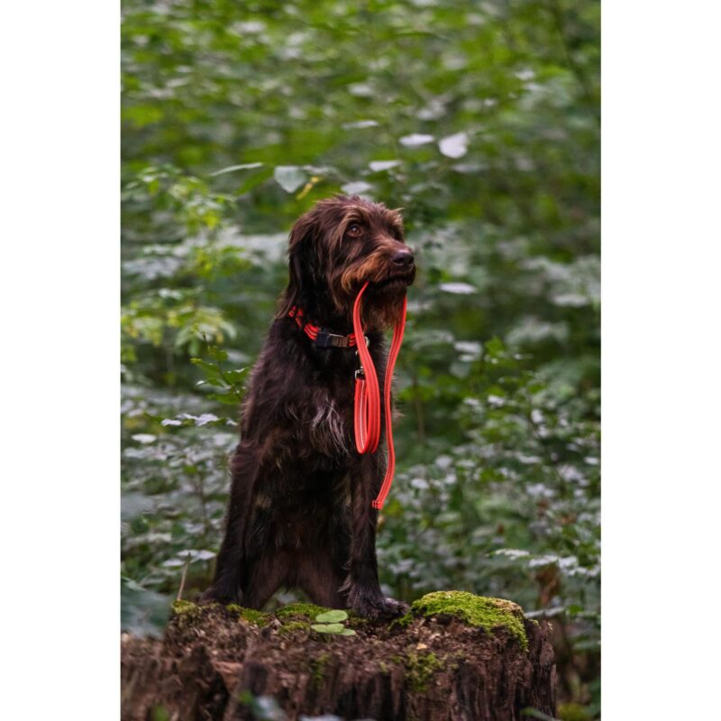 DogPro