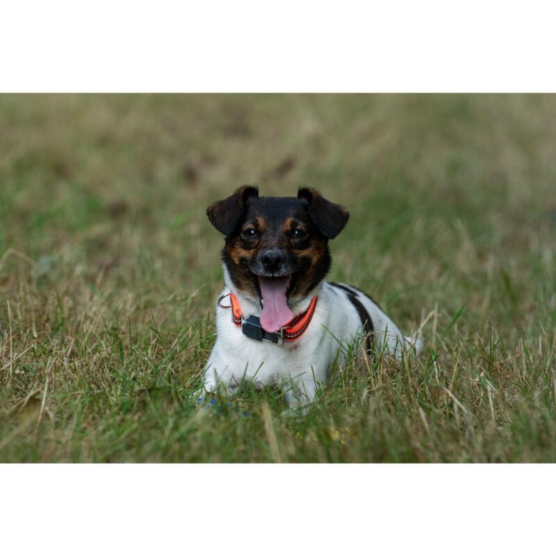 DogPro