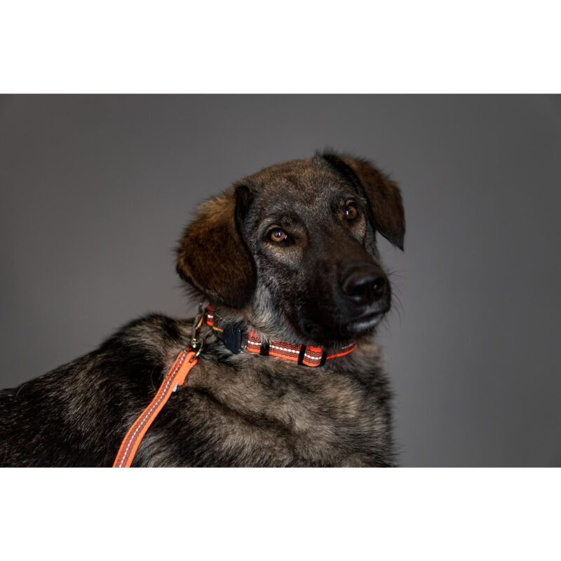 DogPro