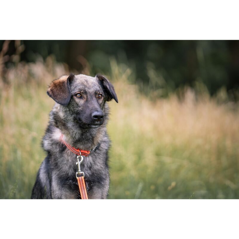 DogPro