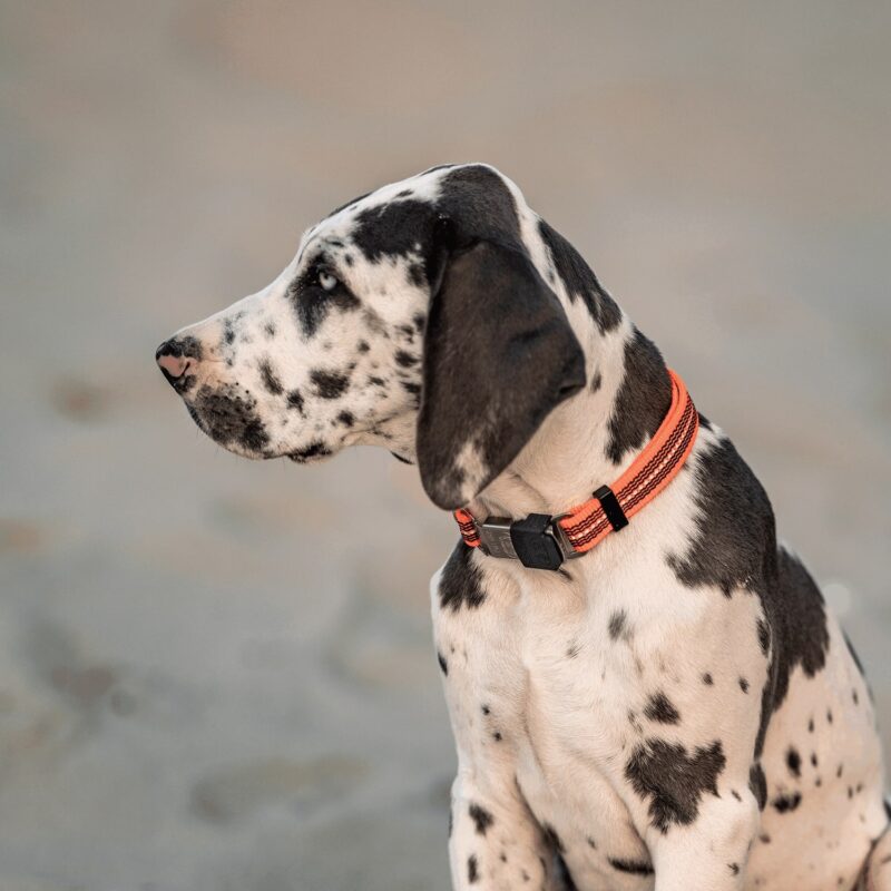 DogPro
