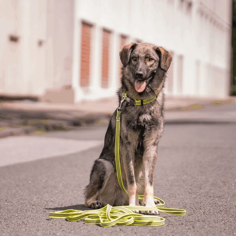 DogPro