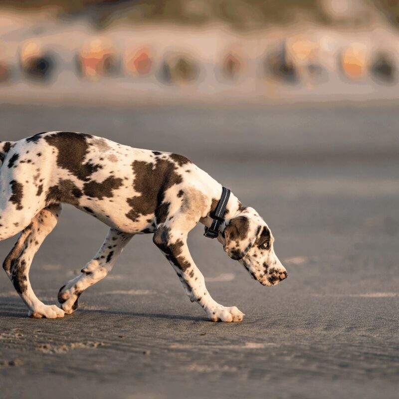 DogPro