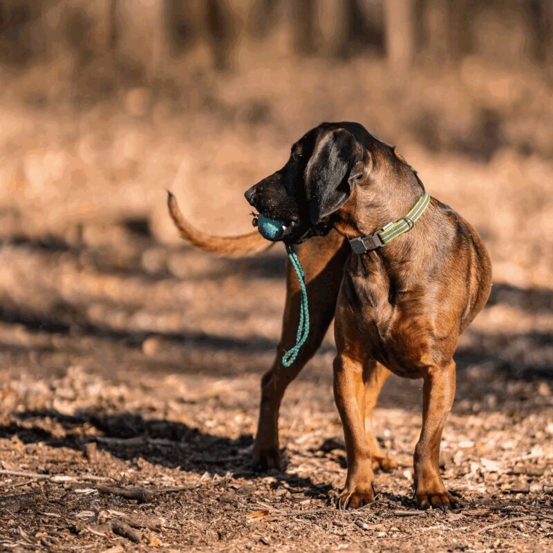 DogPro