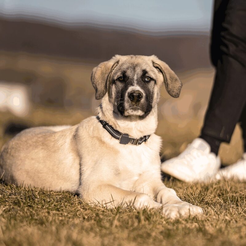 DogPro