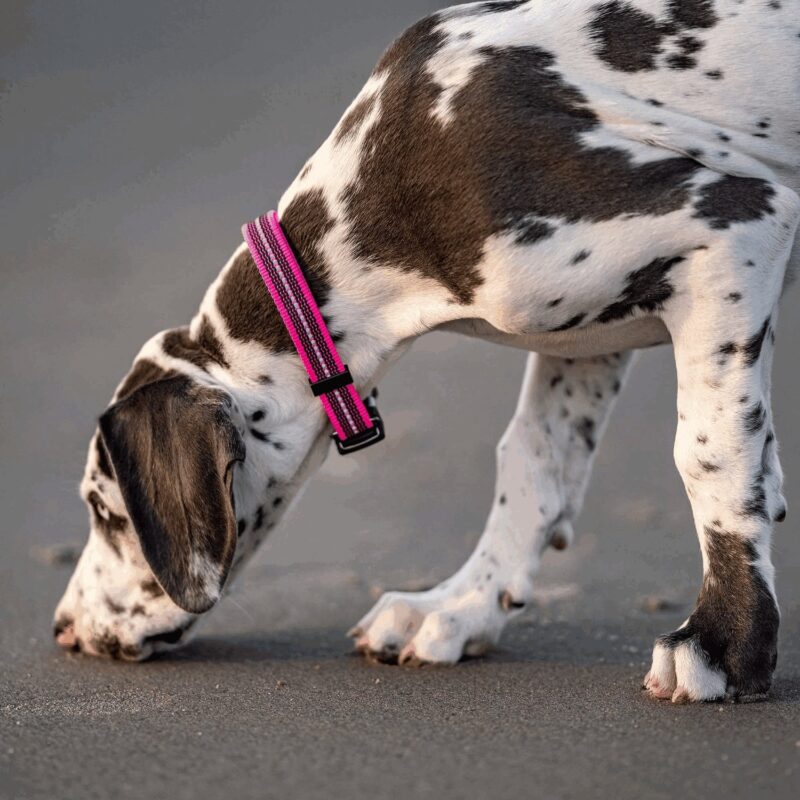 DogPro