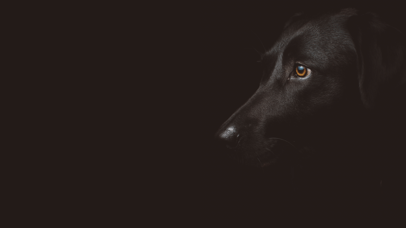 DogPro