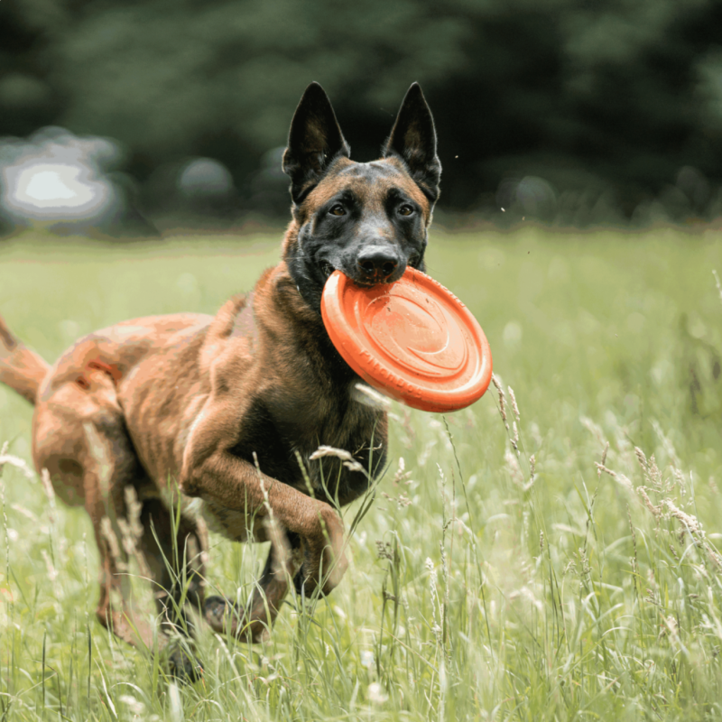 DogPro