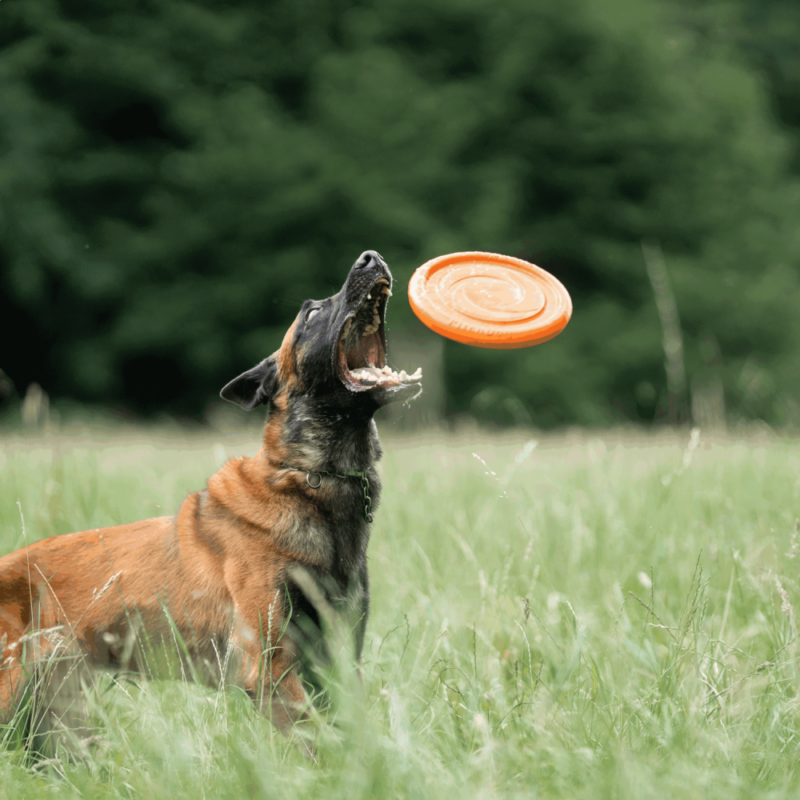 DogPro