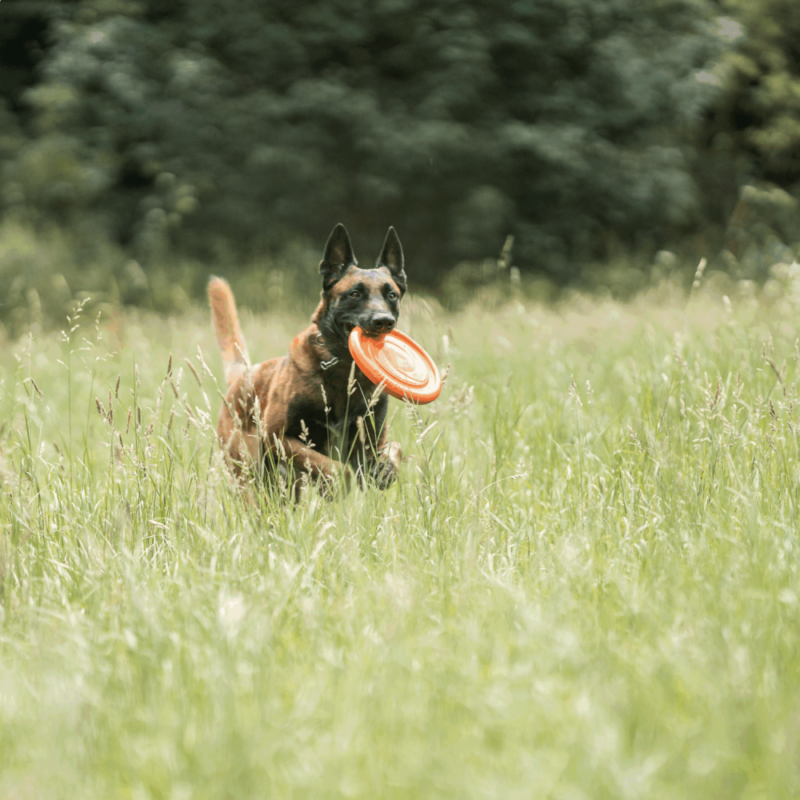 DogPro