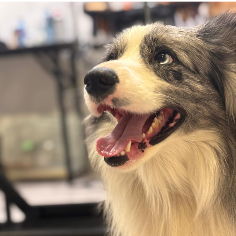 DogPro