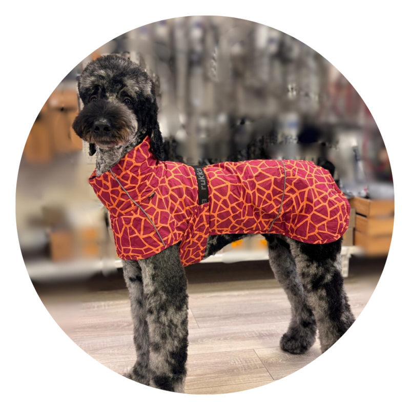DogPro