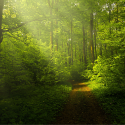 Nature Collection ARTERO