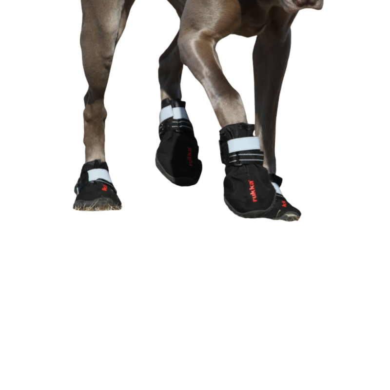 DogPro